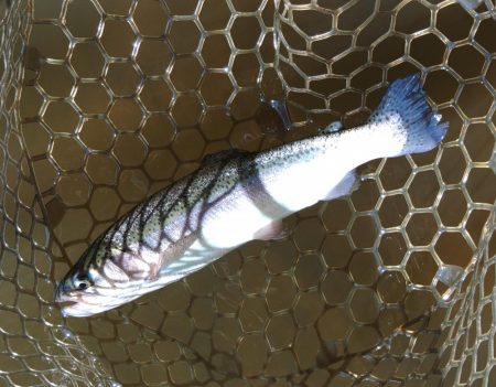 大安トラウトレイク釣果